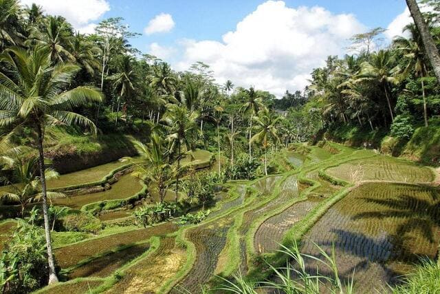 Indonésia Arrozais Ubud
