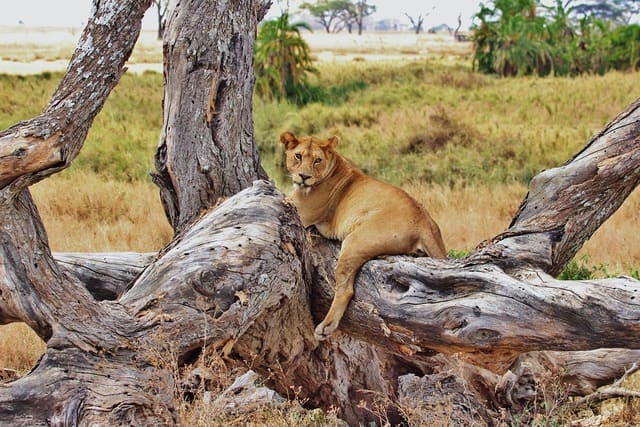 Tanzânia Parque Nacional Serengeti