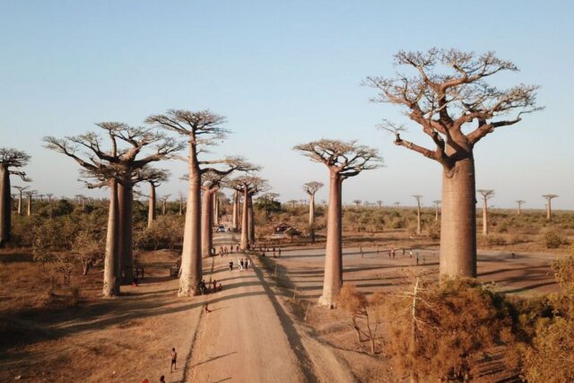 África Madagascar-Baobab