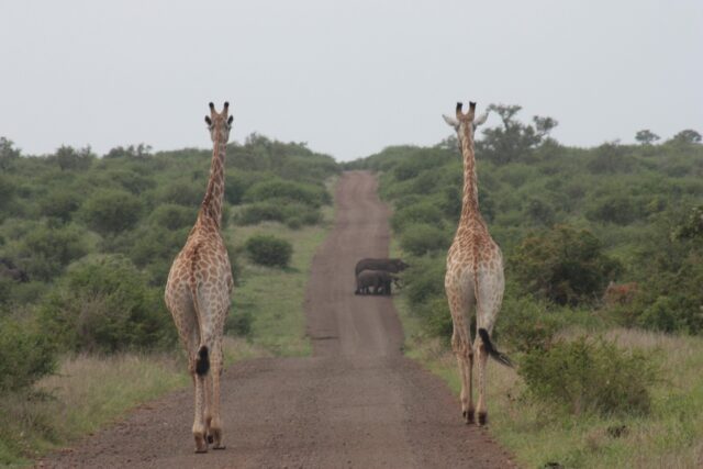 África do Sul Kruger Park