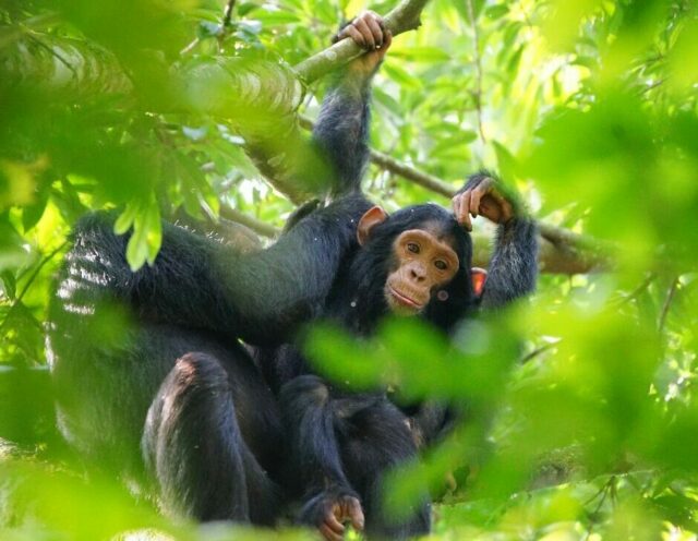 Uganda Chimpanze