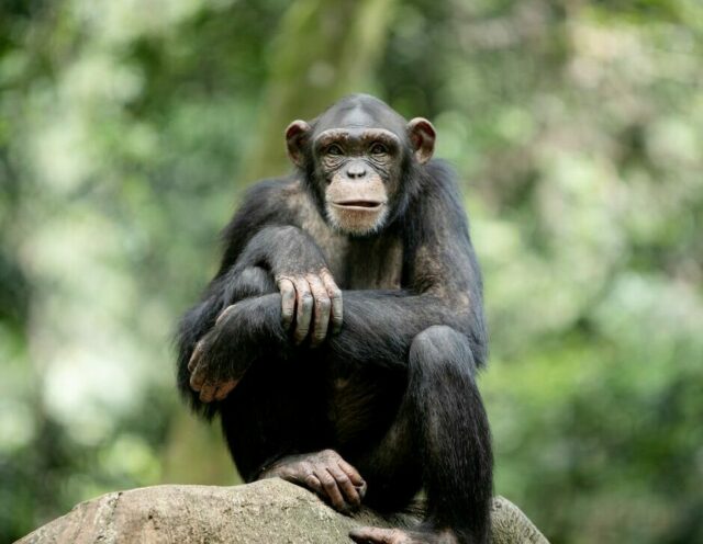 Uganda Chimpanze PN Kibale