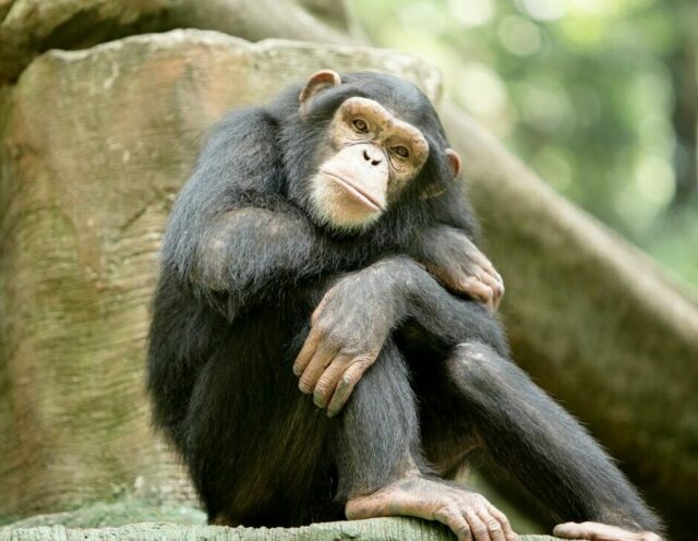 Uganda Chimpanze Kibale