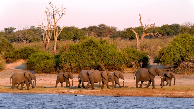 parque-nacional-chobe