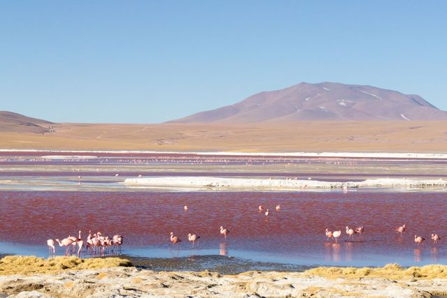 Bolívia Laguna Colorada Deserto Siloli